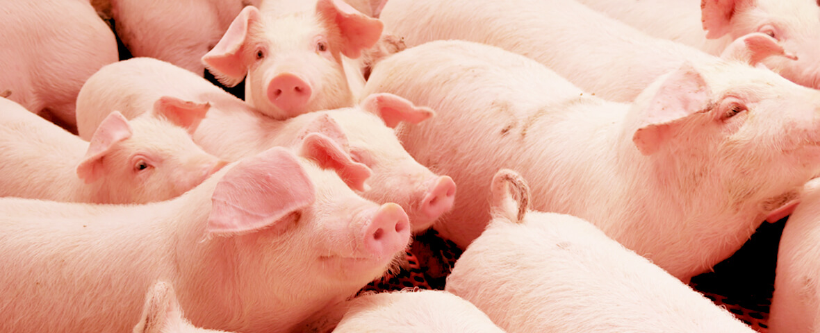 豚の肥育（林SPF） | 千葉の配合飼料なら林商店