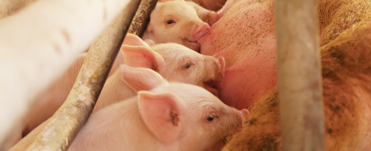 養豚について | 千葉の配合飼料なら林商店