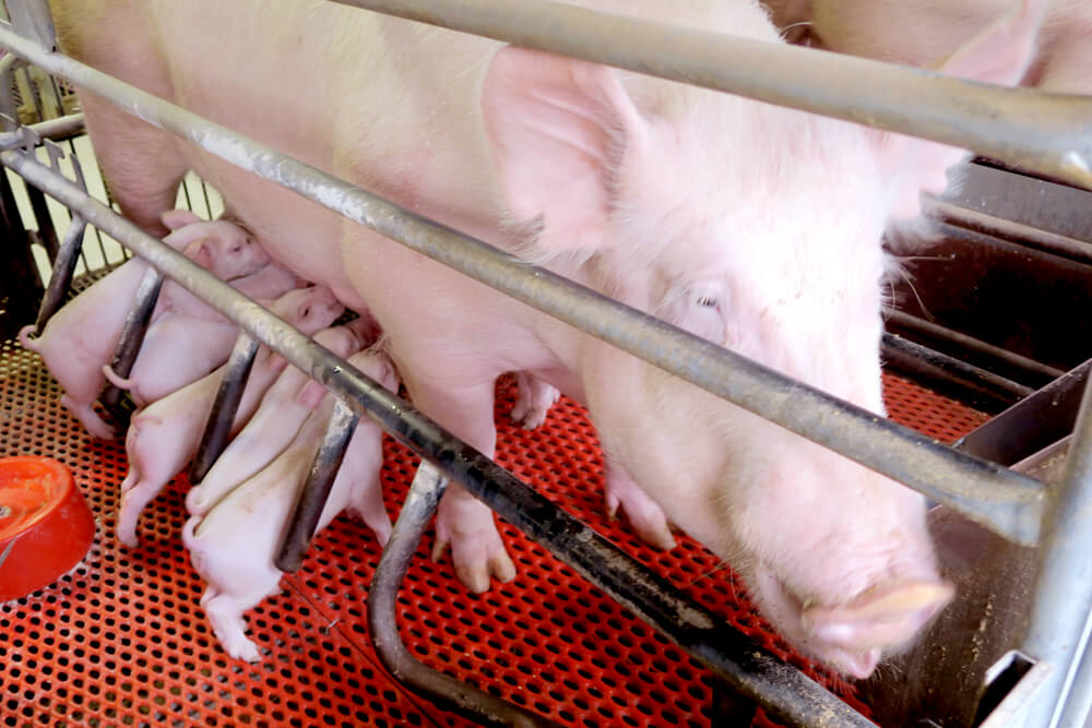 おっぱいを飲む子豚（分娩舎） | 千葉の配合飼料なら林商店